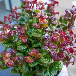 leucothoe axillaris curly red, leucothoe curly red, leucothoe axillaris