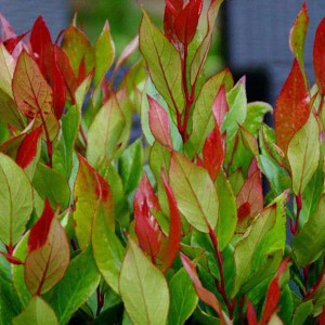 leucothoe little flames, leucothoe flames