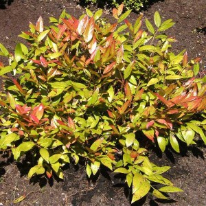 leucothoe zeblid, leucothoe, zeblid leucothoe, červené leucothoe