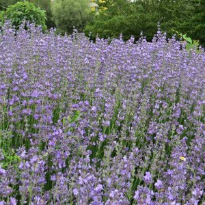 Levanduľa úzkolistá Dwarf Blue. Lavandula angustifolia Dwarf Blue.