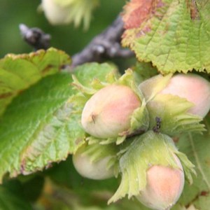 lieska lombardská biela, corylus avellana lombard