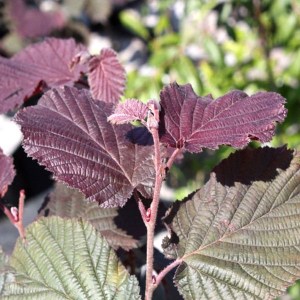 lieska najväčšia, lieska najvacsia, corylus maxima purpurea, corylus maxima, corylus purpurea, lieska, liesky, červená lieska, tmavocervena lieska, farebna lieska