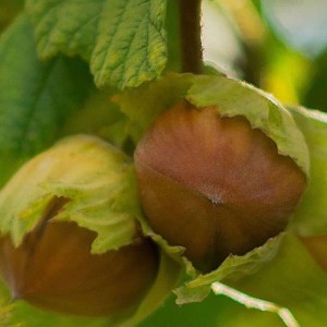 lieska,obyčajná,corylus avellana,lieskové orechy,ovocné dreviny,okrasné kry,živý plot,prírodná záhrada,solitér