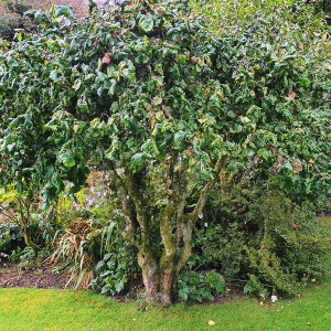 lieska obyčajná contorta, corylus avellana contorta, lieska obyčajná, lieska contorta, lieska avellana, lieska pokrútená