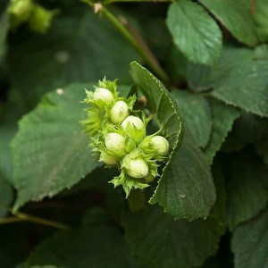 lieska obyčajná garibaldi, corylus garibaldi, lieska obyčajná, lieska obycajna, lieska garibaldi