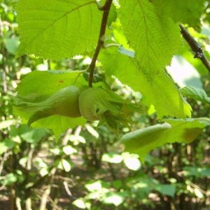 lieska obyčajná garibaldi, corylus garibaldi, lieska obyčajná, lieska obycajna, lieska garibaldi