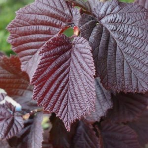 lieska pokrútená red majestic, corylus avellana red majestic, lieska pokrútená, lieska red majestic, corylus, red majestic, lieska pokrútená, červená lieska