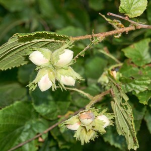 lieska turecká, lieska, corylus colurna, lieska, corylus, lieska turecka