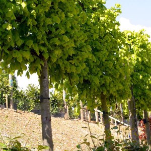 lipa európska pallida, tilia europaea pallida, lipa európska, tilia europaea, lipa pallida, tilia pallida