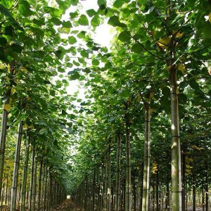 lipa európska pallida, tilia europaea pallida, lipa európska, tilia europaea, lipa pallida, tilia pallida