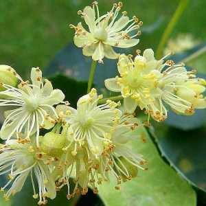 lipa malolistá, tilia cordata, lipa malolista, lipa, tilia, lipa drobnolista, lipa malolistá 80-100cm, lipa drobnolistá