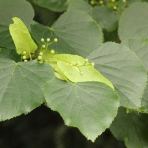 lipa malolistá, tilia cordata, lipa malolista, lipa, tilia, lipa drobnolista