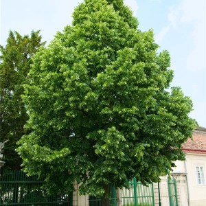 lipa malolistá, tilia cordata, lipa malolista, lipa, tilia, lipa malolistá 180-200cm, lipa drobnolistá, lipka, lipa malolistá 250-300cm