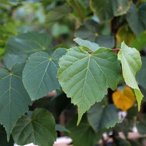 lipa malolistá, tilia cordata, lipa malolista, lipa, tilia, lipa drobnolista, lipa malolistá 80-100cm, lipa drobnolistá