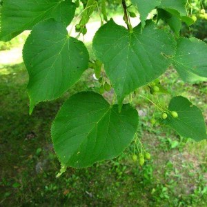 lipa malolistá green globe na kmieniku, tilia cordata green globe, lipa malolistá, lipa, tilia cordata, lipa tvar guľa, lipa drobnolistá tvar guľa