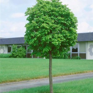 lipa malolistá green globe na kmieniku, tilia cordata green globe, lipa malolistá, lipa, tilia cordata, lipa na kmienku, lipa malolistá green globe na kmieniku tvar guľa 230-250cm, lipa malolistá green globe na kmieniku tvar guľa