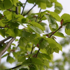 lipa malolistá greenspire, tilia cordata greenspire, lipa greenspire, tilia greenspire, lipa, lipa malolistá, greenspire