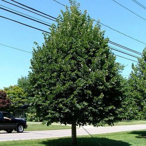 lipa malolistá greenspire, tilia cordata greenspire, lipa greenspire, tilia greenspire, lipa, lipa malolistá, greenspire