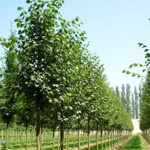 lipa malolistá greenspire, tilia cordata greenspire, lipa greenspire, tilia greenspire, lipa, lipa malolistá, greenspire