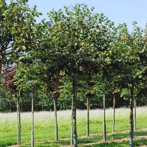 lipa malolistá green globe na kmieniku, tilia cordata green globe, lipa malolistá, lipa, tilia cordata, lipa tvar guľa, lipa drobnolistá tvar guľa, lipa malolistá na kmienku