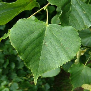 lipa malolistá rancho, tilia cordata rancho, lipa malolistá, tilia cordata, lipa rancho, tilia rancho