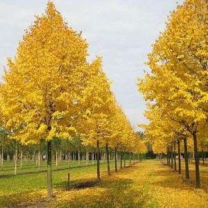 lipa malolistá winter orange, tilia cordata winter orange, lipa malolistá, tilia cordata, lipa malolistá orange, lipa malolistá winter orange 450-500cm