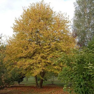 lipa malolistá winter orange, tilia cordata winter orange, lipa malolistá, tilia cordata, lipa malolistá orange