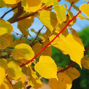 lipa malolistá winter orange, tilia cordata winter orange, lipa malolistá, tilia cordata, lipa malolistá orange