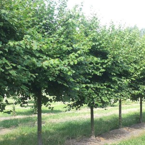 lipa malolistá winter orange, tilia cordata winter orange, lipa malolistá, tilia cordata, lipa malolistá orange, lipa malolistá winter orange 230-250cm,  lipa malolistá winter orange na kmienku, lipa na kmienku