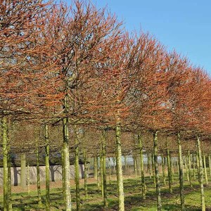 lipa malolistá winter orange, tilia cordata winter orange, lipa malolistá, tilia cordata, lipa malolistá orange, lipa malolistá winter orange 230-250cm,  lipa malolistá winter orange na kmienku, lipa na kmienku