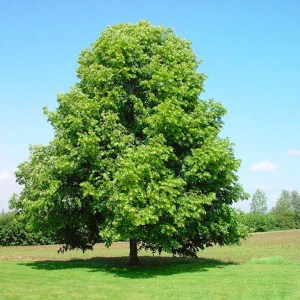 lipa moltkeova, tilia moltkei, lipa, tilia moltkei, striebristá lipa, strieborna lipa