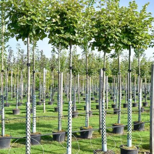 Tilia tomentosa Silver Globe, lipa strieborná Silver Globe, guľovitá lipa, okrasná lipa, strom do malej záhrady, listnatý strom, okrasné dreviny, mrazuvzdorný strom, guľovitý strom