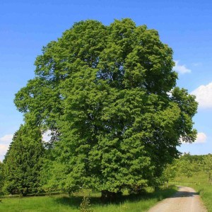 lipa malolistá, tilia cordata, lipa malolista, lipa, tilia, lipa malolistá 180-200cm, lipa drobnolistá, lipkalipa veľkolistá, tilia platyphyllos, lipa velkolista, tilia