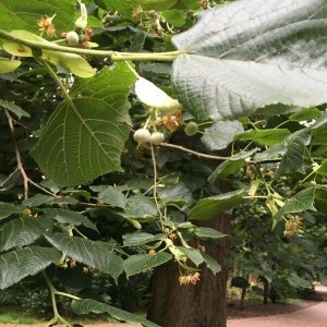 lipa malolistá, tilia cordata, lipa malolista, lipa, tilia, lipa malolistá 180-200cm, lipa drobnolistá, lipkalipa veľkolistá, tilia platyphyllos, lipa velkolista, tilia