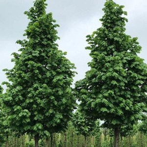 Tilia platyphyllos Fastigiata, lipa veľkolistá Fastigiata, stĺpovitá lipa, okrasná lipa, lipa do záhrady, listnatý strom, úzky strom, solitérny strom, alejové stromy, okrasné dreviny