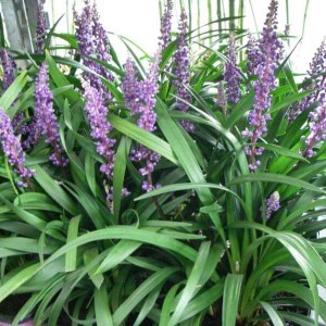 liriope big blue, liriope, liriope muscari big blue