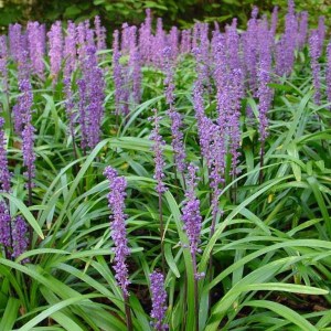 liriope moneymaker, liriope, liriope muscari moneymaker, liriope muscari