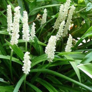 liriope monroe white, liriope, liriope muscari monroe white, biela liriope