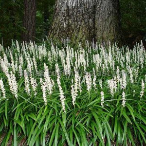 liriope monroe white, liriope, liriope muscari monroe white, biela liriope