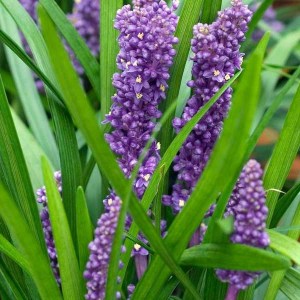 liriope royal purple, liriope, liriope muscari royal purple