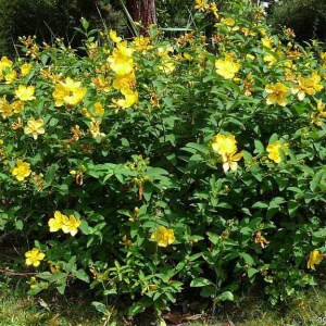 ľubovník, lubovnik, hypericum calycinum, hypericum, ľubovník kalíškatý, lubovnik kaliskaty