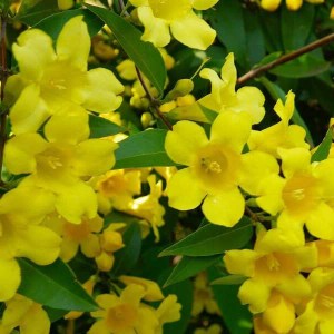 ľubovník, lubovnik, hypericum calycinum, hypericum