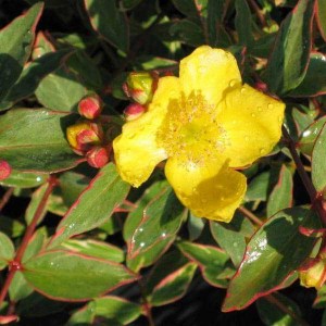 ľubovník moserov tricolor,hypericum moserianum tricolor,ľubovník,lubovik,ľubovník tricolor,lubovnik tricolor,hypericum