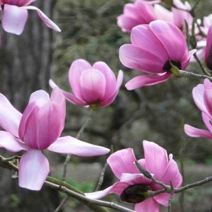 magnólia betty, magnolia betty, magnólia, magnolia, betty