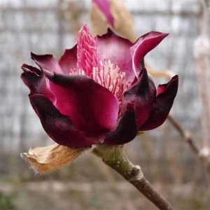 magnólia black tulip, magnolia black tulip, magnólia, magnolia, magnolia black tulip