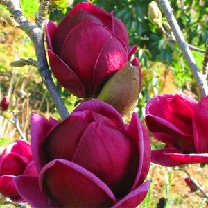 magnólia genie, magnolia genie, magnolia, magnólia, genie