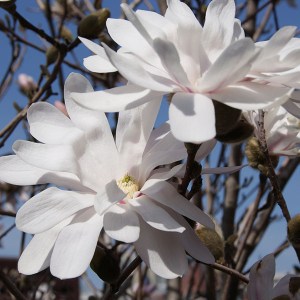 magnólia hviezdokvetá stellata. magnolia stellata, magnólia hviezdokvetá, magnólia stellata, hviezdokvetá magnólia, magnólia