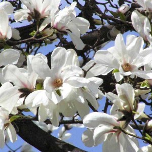 magnólia hviezdokvetá stellata. magnolia stellata, magnólia hviezdokvetá, magnólia stellata, hviezdokvetá magnólia, magnólia