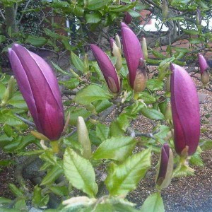 magnólia liliiflora nigra, magnolia liliiflora nigra, magnólia nigra, magnólia liliiflora, magnólia, magnolia