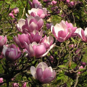 magnólia satisfaction, magnolia satisfaction, magnólia, magnolia